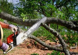 Best Tree Cabling and Bracing  in Inman, SC