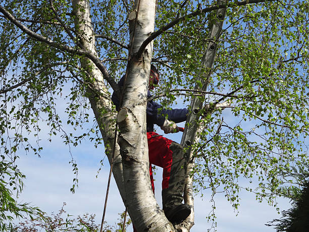 Best Tree Disease Treatment  in Inman, SC